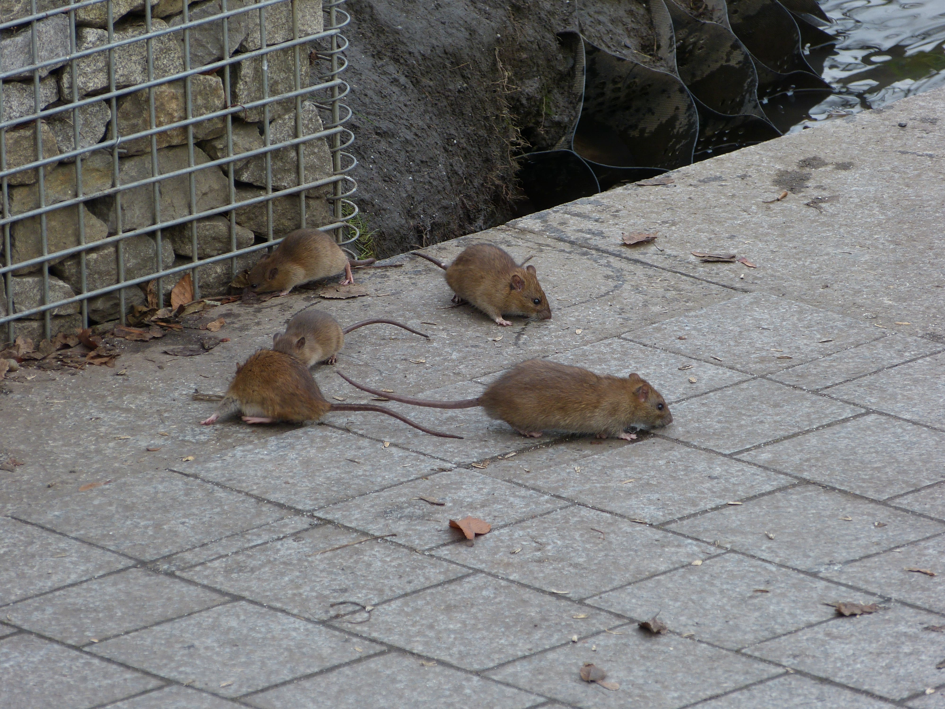 Ratten (Haus- und Wanderratten)