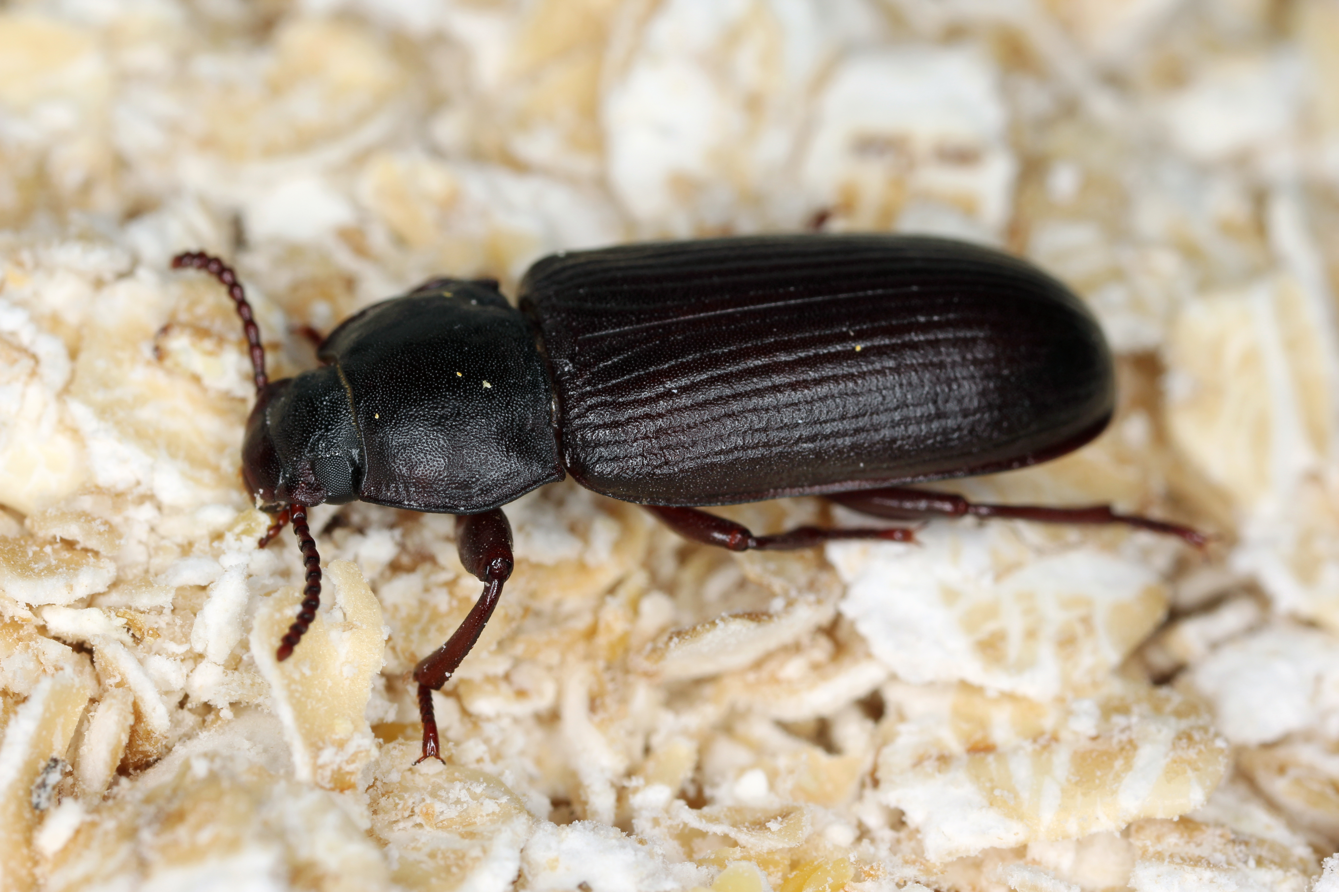 Mehlkäfer (Tenebrio molitor)