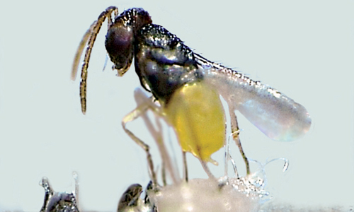 218667_0bxvtHAMD1Sd8t Weiße Fliege-Schlupfwespe