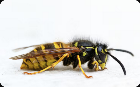 Insekten Insekten