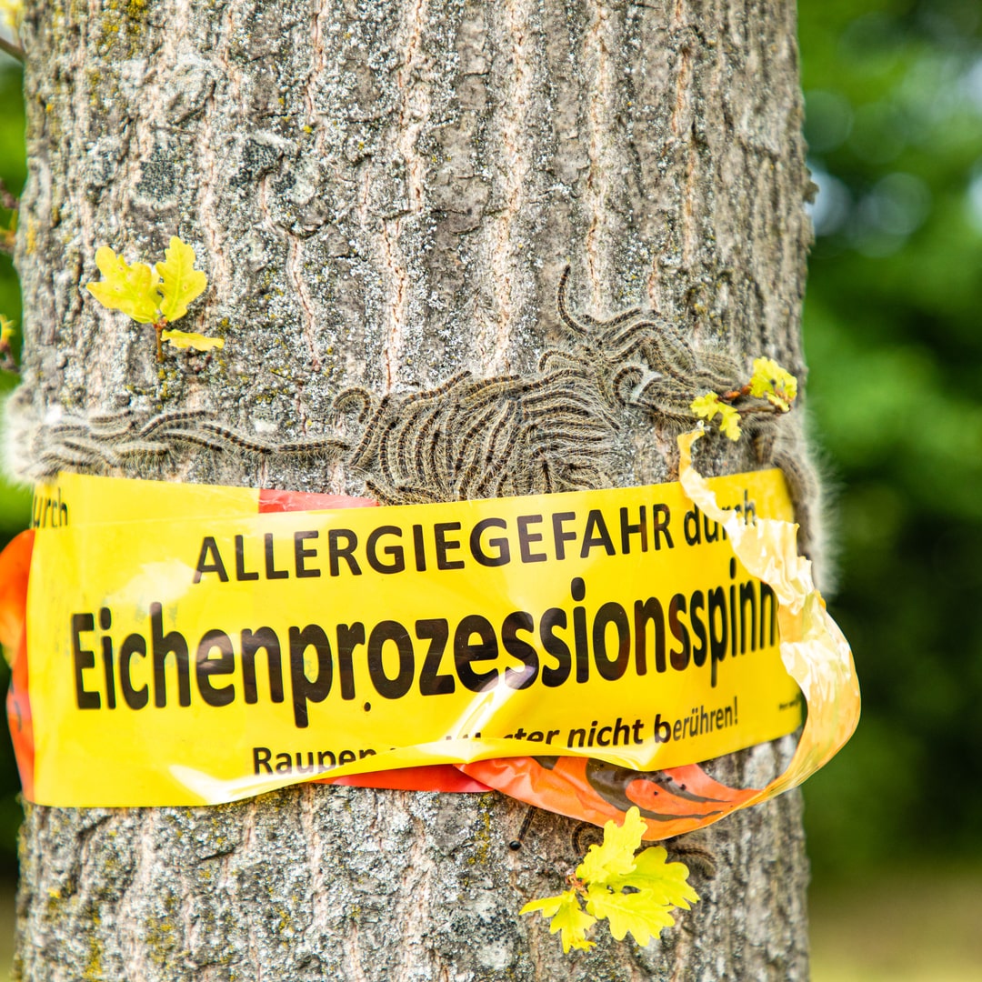 Eichenprozessionsspinner