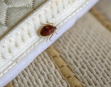 Screenshot 2025-09-11 at 20-36-52 Bettwanzen vectors photos and PSD files Free download Screenshot 2025-09-11 at 20-36-52 Bettwanzen vectors photos and PSD files Free download