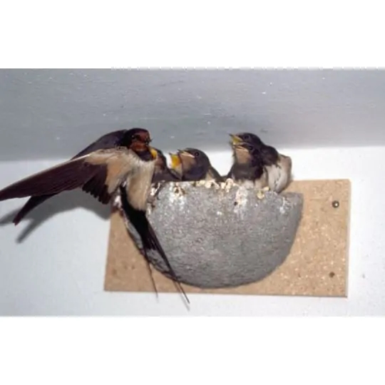 Rauchschwalbennest2 Rauchschwalbennest einfach
