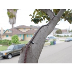 217098te2223_tree-shock1 Tree-Shock Stromsystem
