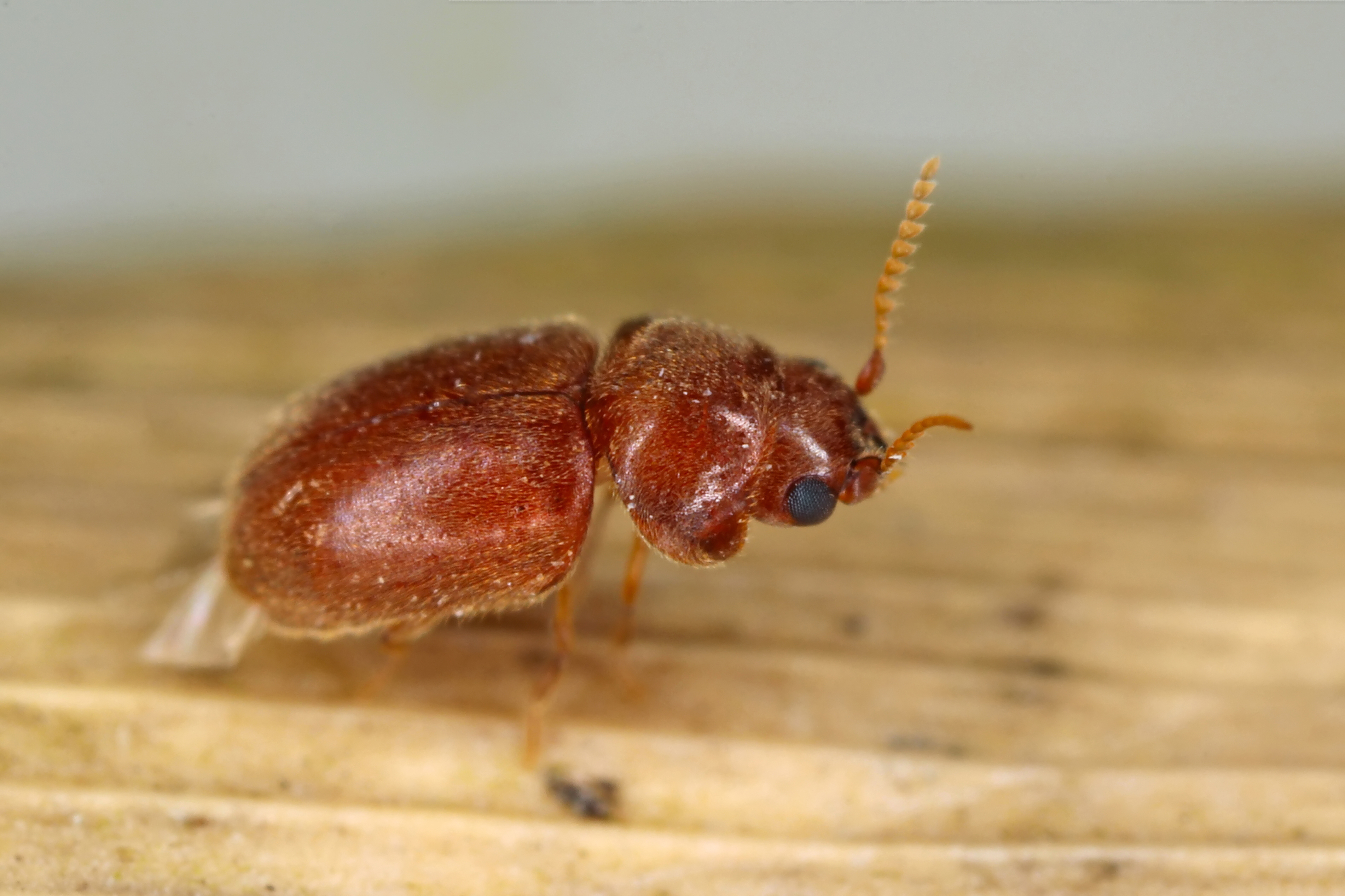 Tabakkäfer (Lasioderma serricorne)