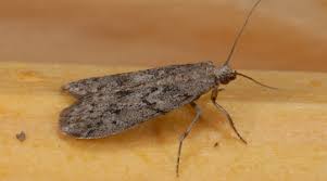 Mehlmotte (Ephestia kuehniella)