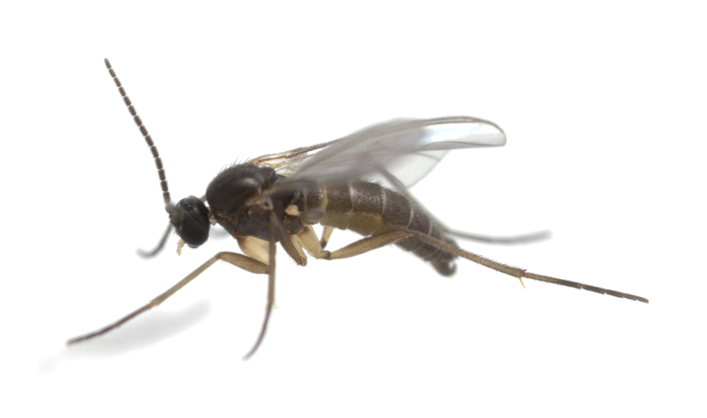 Asiatische Tigermücke