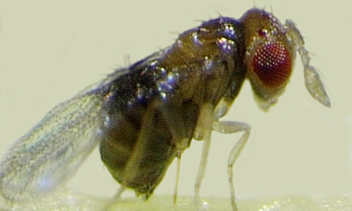 Pflaumenwicklerschlupfwespe