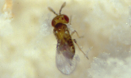 216019_0cGOL2W8Nye2U5 Die Schlupfwespe (Trichogramma evanescens)