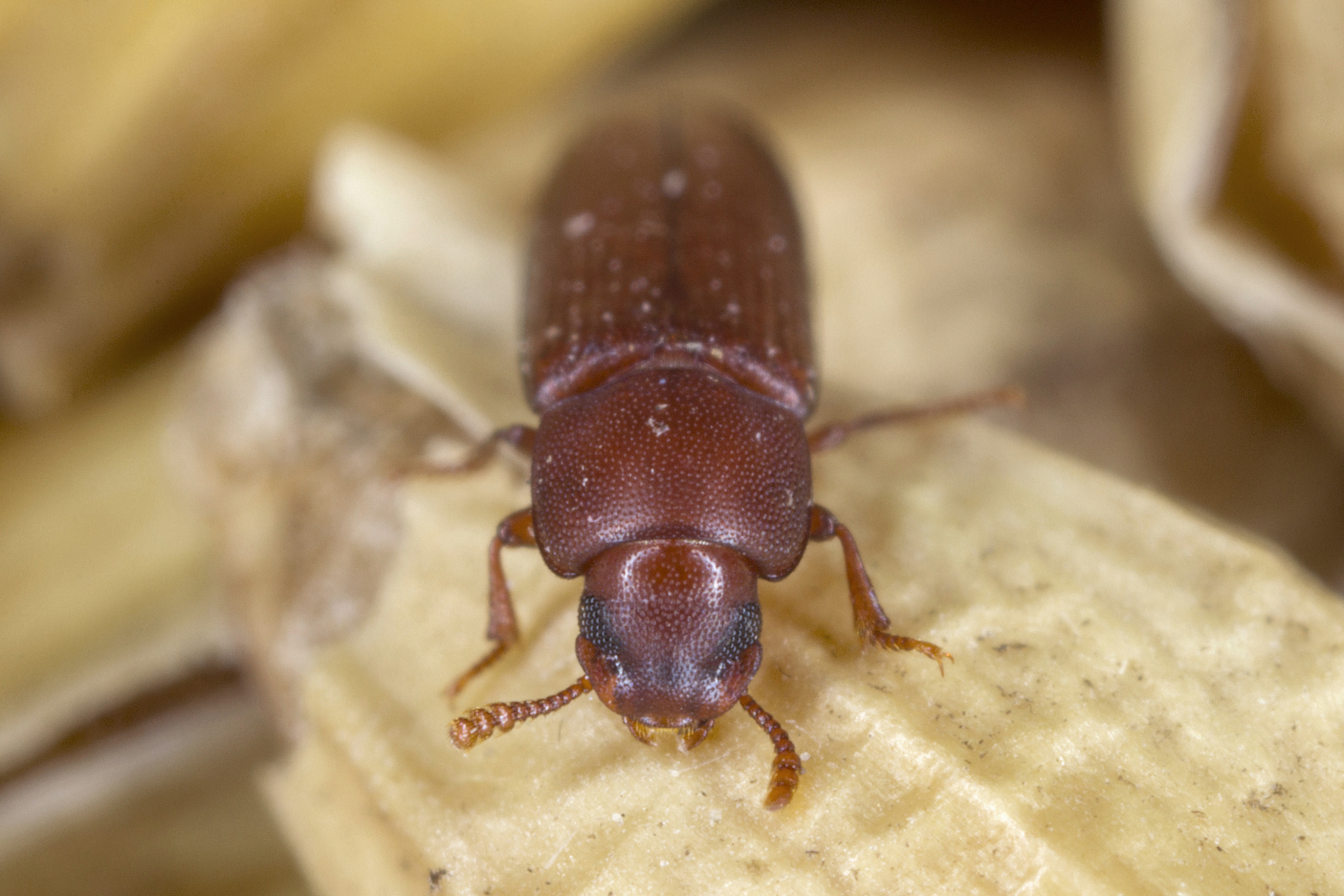Rotbrauner Reismehlkäfer (Tribolium castaneum)