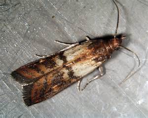 Dörrobstmotte (Plodia interpunctella)