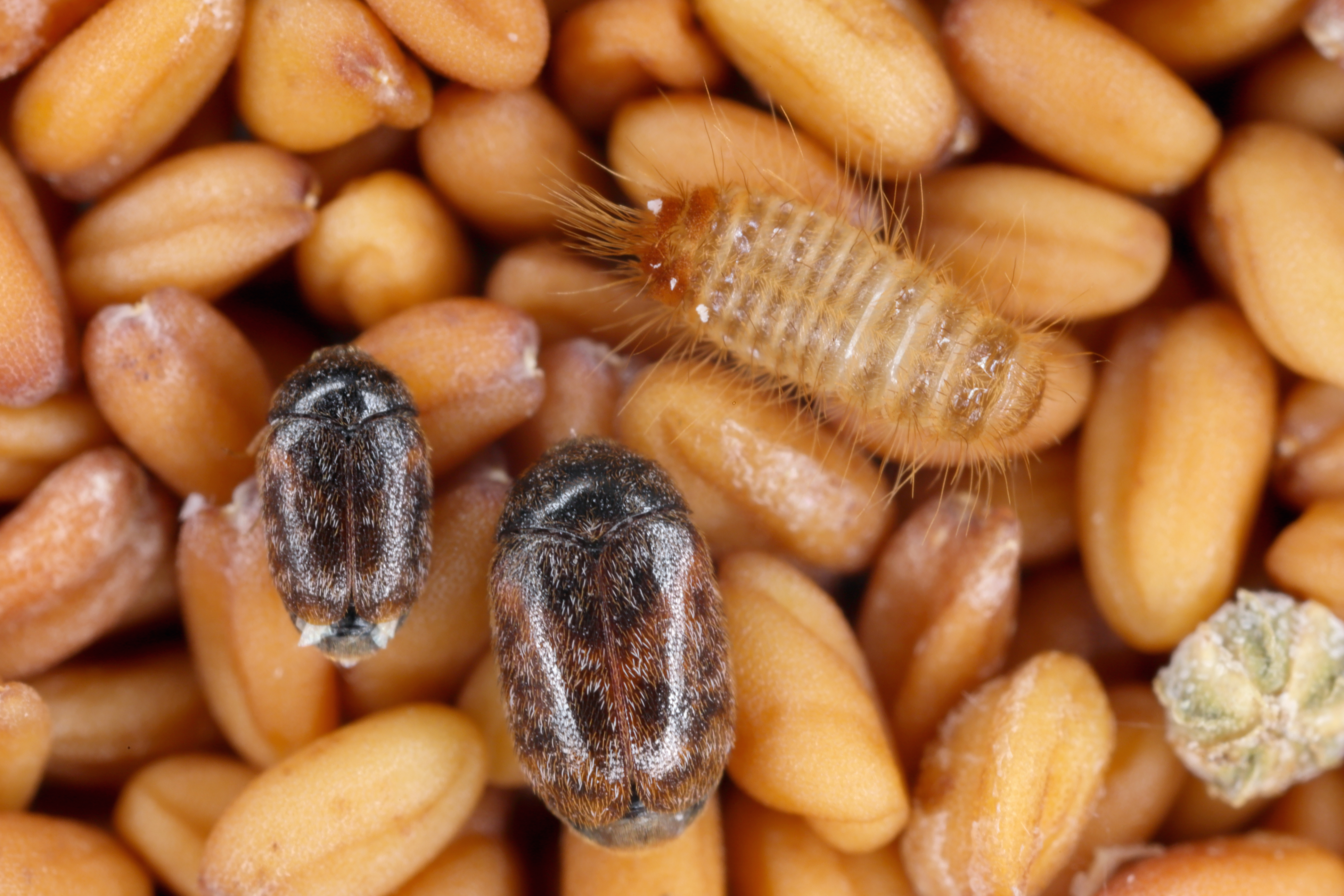 Khaprakäfer (Trogoderma granarium)