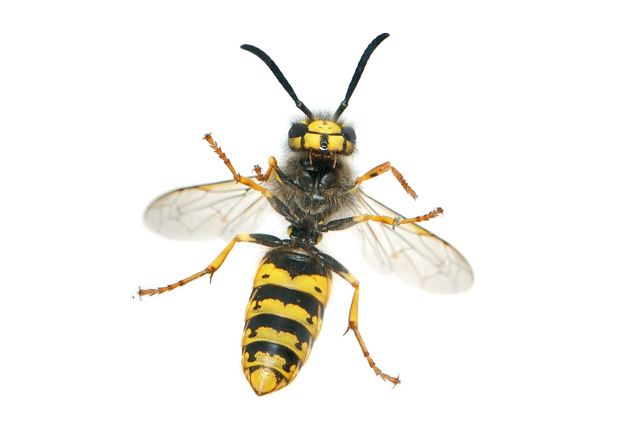Fliegende Insekten