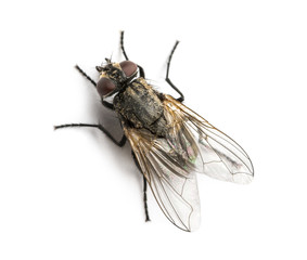 Fliegen