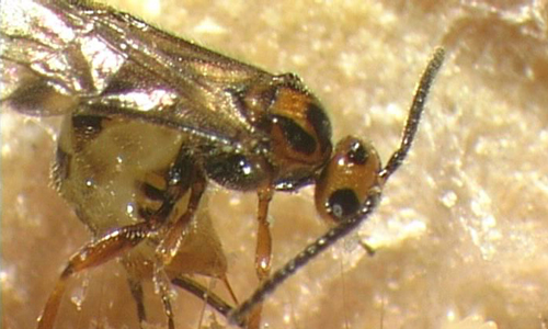 218664_0uuNyZPPORVYq2 Mehlmottenschlupfwespe (Habrobracon hebetor)