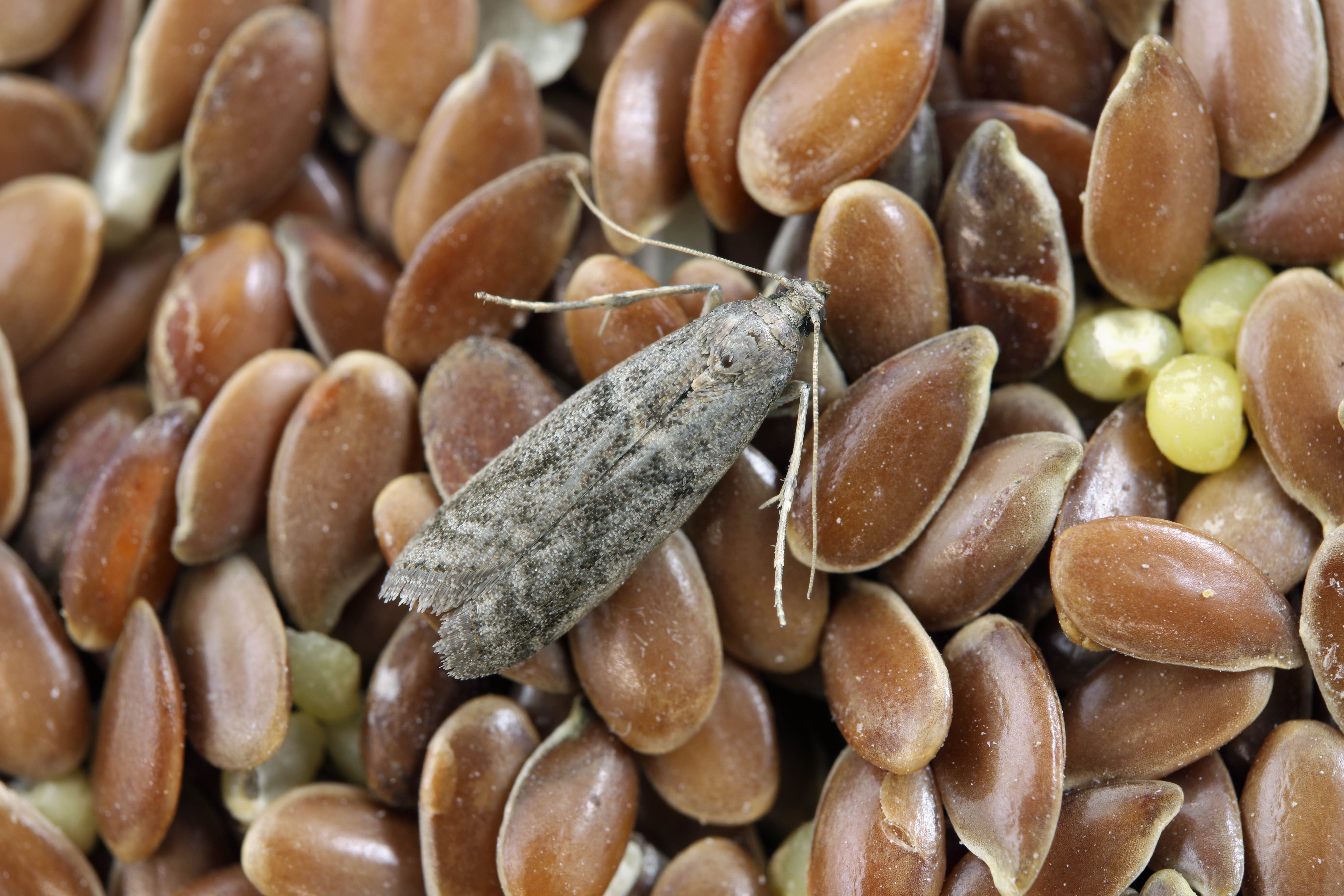 Tabakmotte (Ephestia elutella)