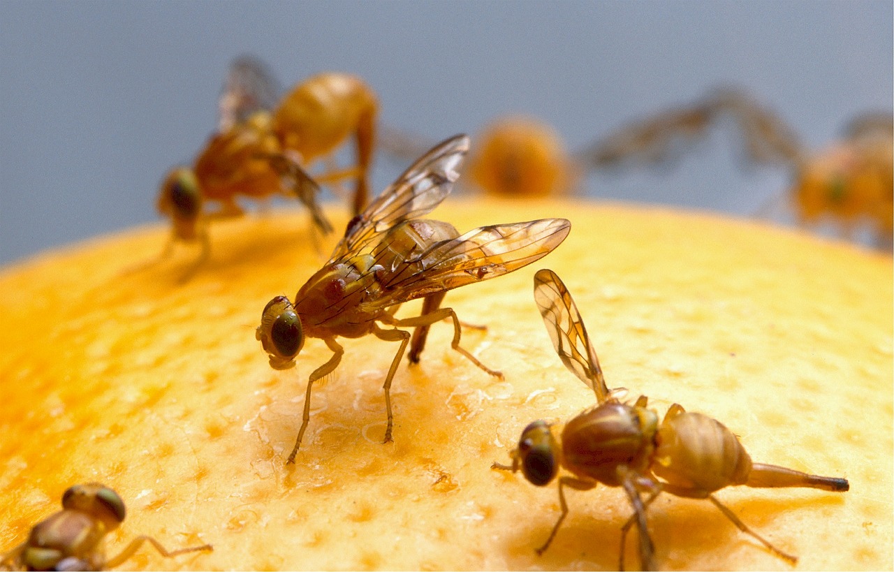 Fruchtfliegen