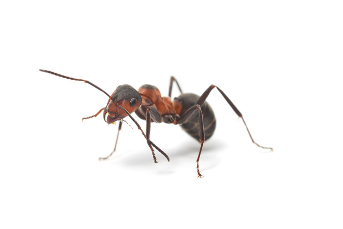 Kriechende Insekten