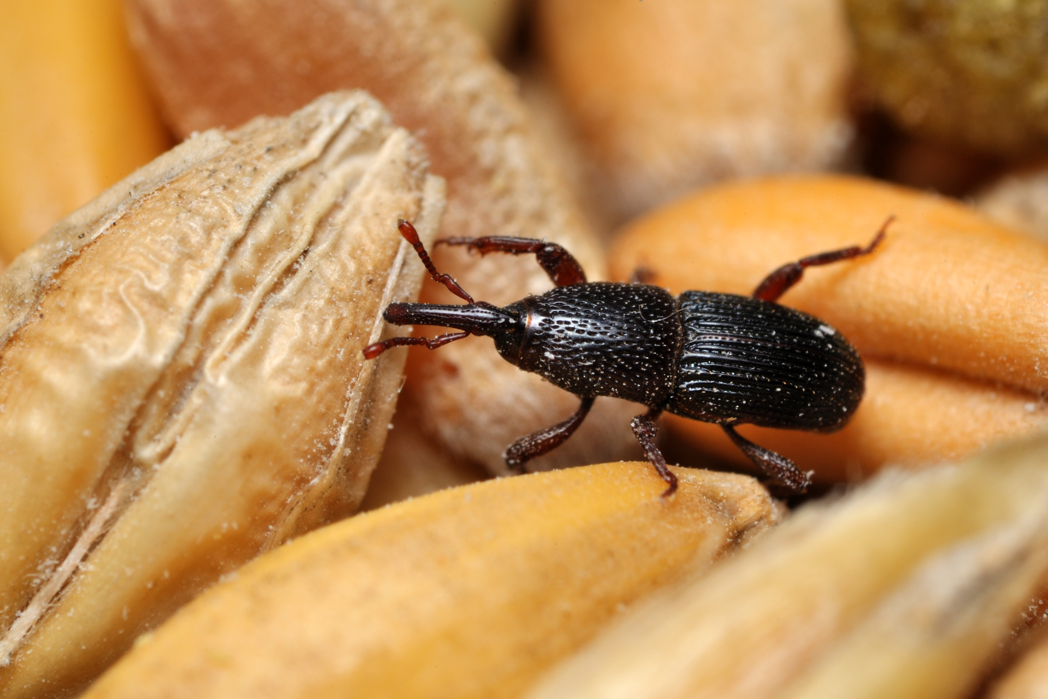 Kornkäfer (Sitophilus granarius)