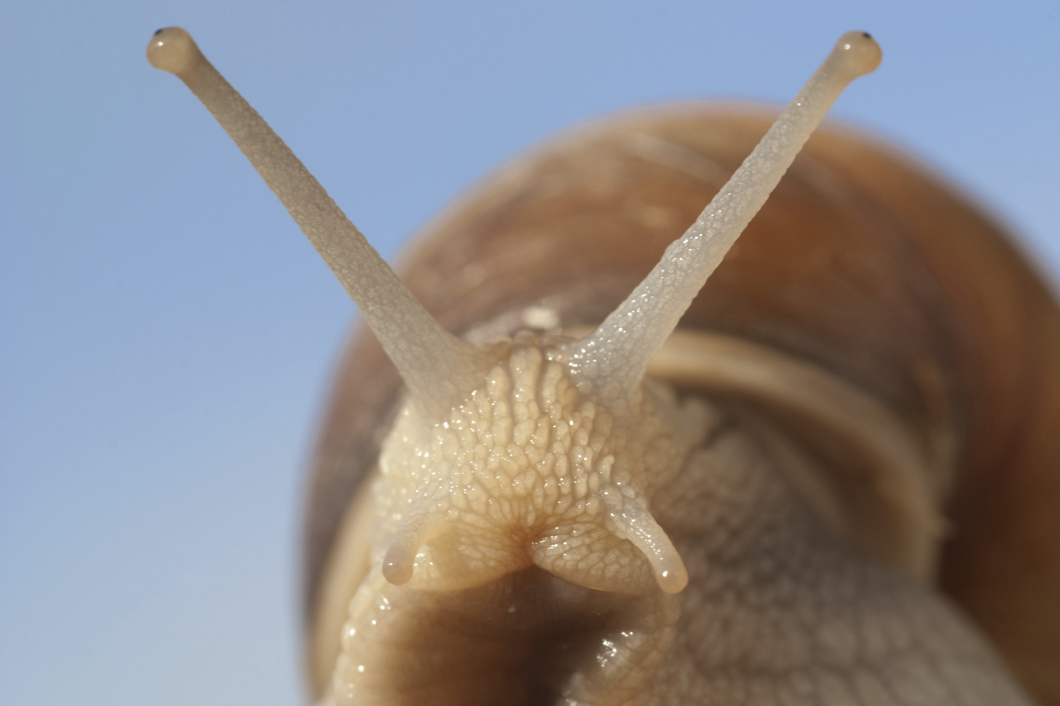 Schnecke-Largenb4V4uDV538Rc Schnecken