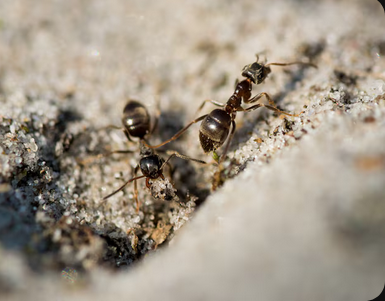 Screenshot 2025-09-11 at 20-34-22 Ameise vectors photos and PSD files Free download