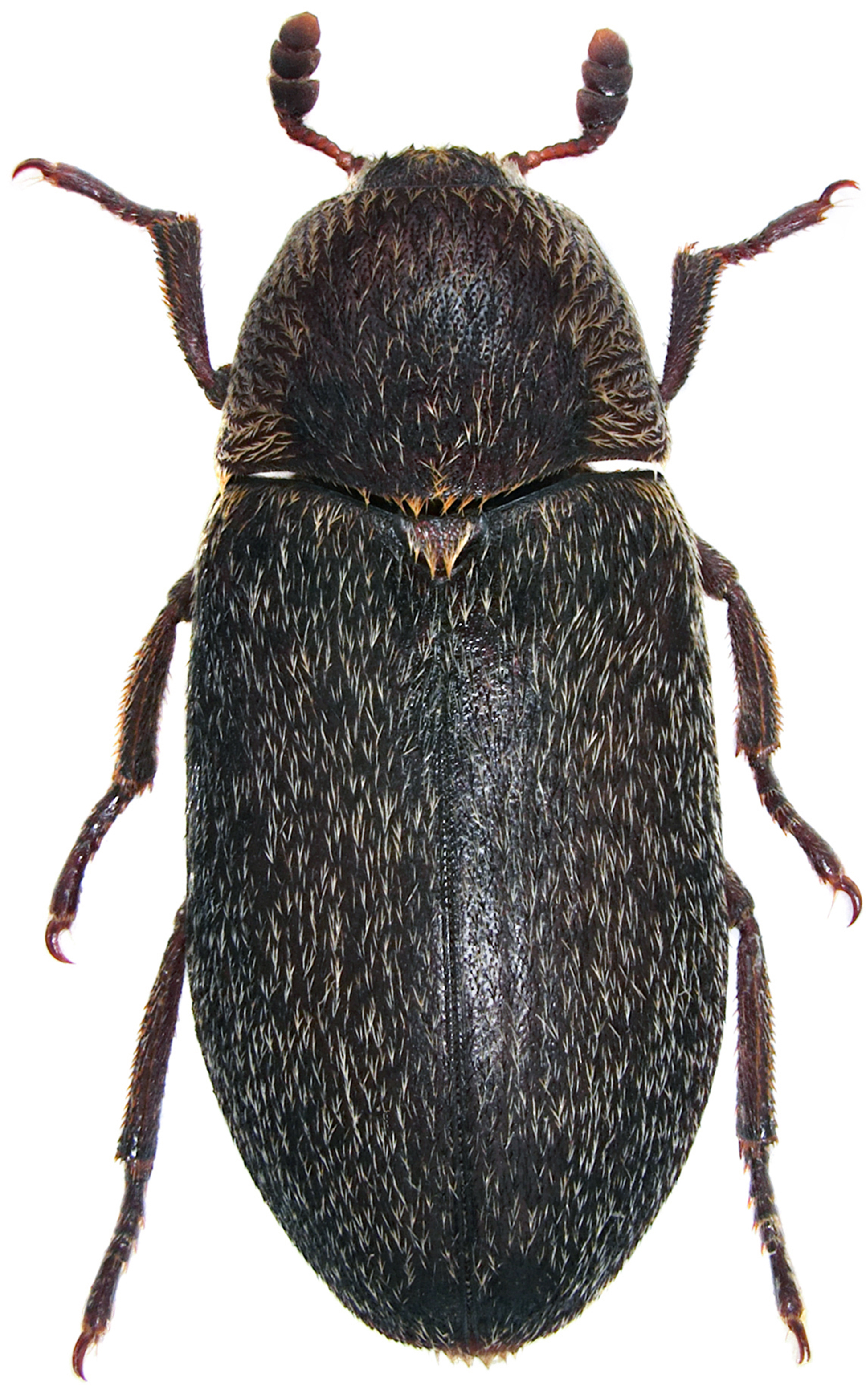 (Dorn-) Speckkäfer (Dermestes maculatus)