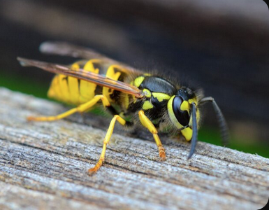 Screenshot 2025-09-11 at 20-33-32 Wespen vectors photos and PSD files Free download Screenshot 2025-09-11 at 20-33-32 Wespen vectors photos and PSD files Free download