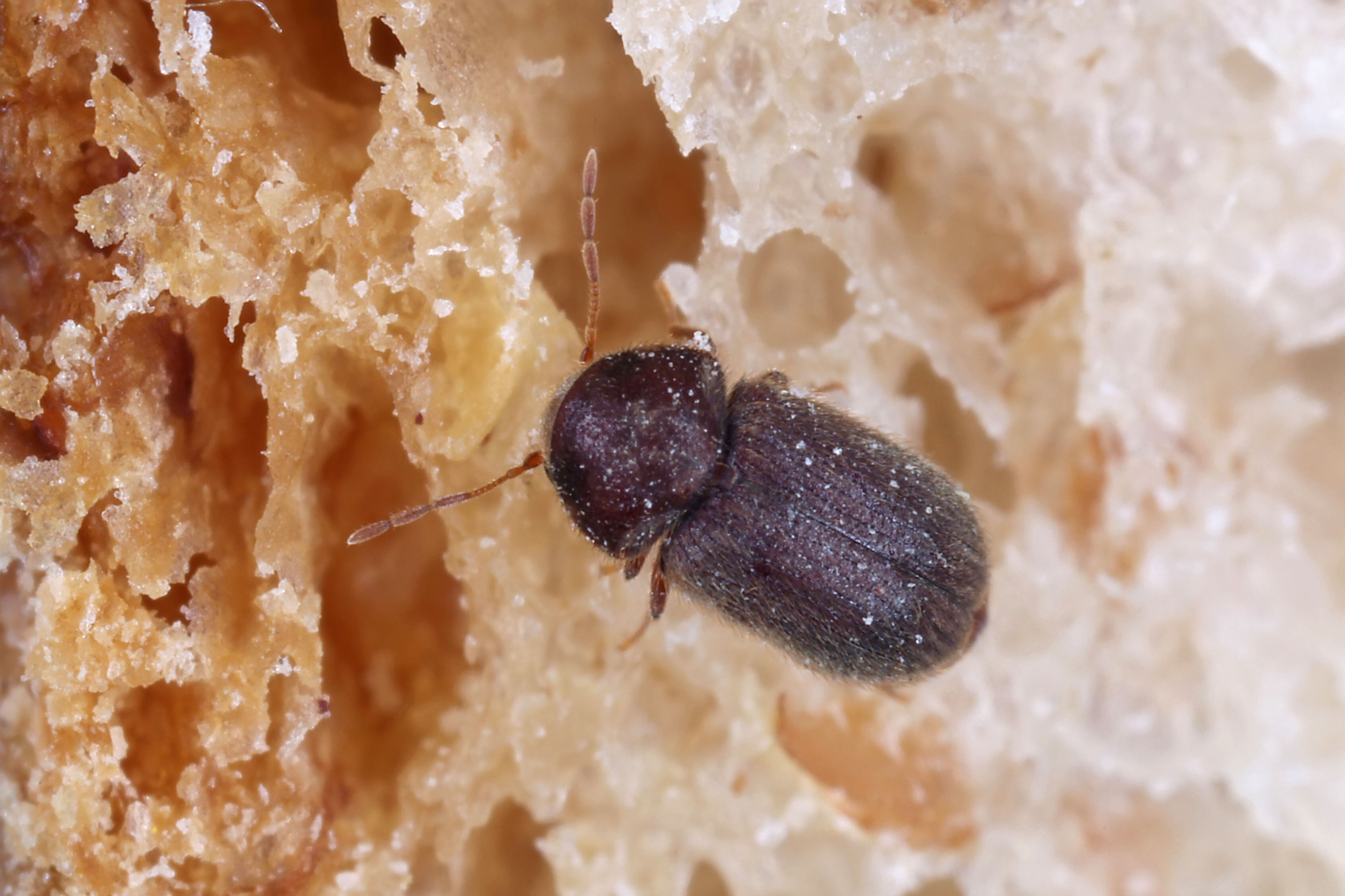 Brotkäfer (Stegobium paniceum)