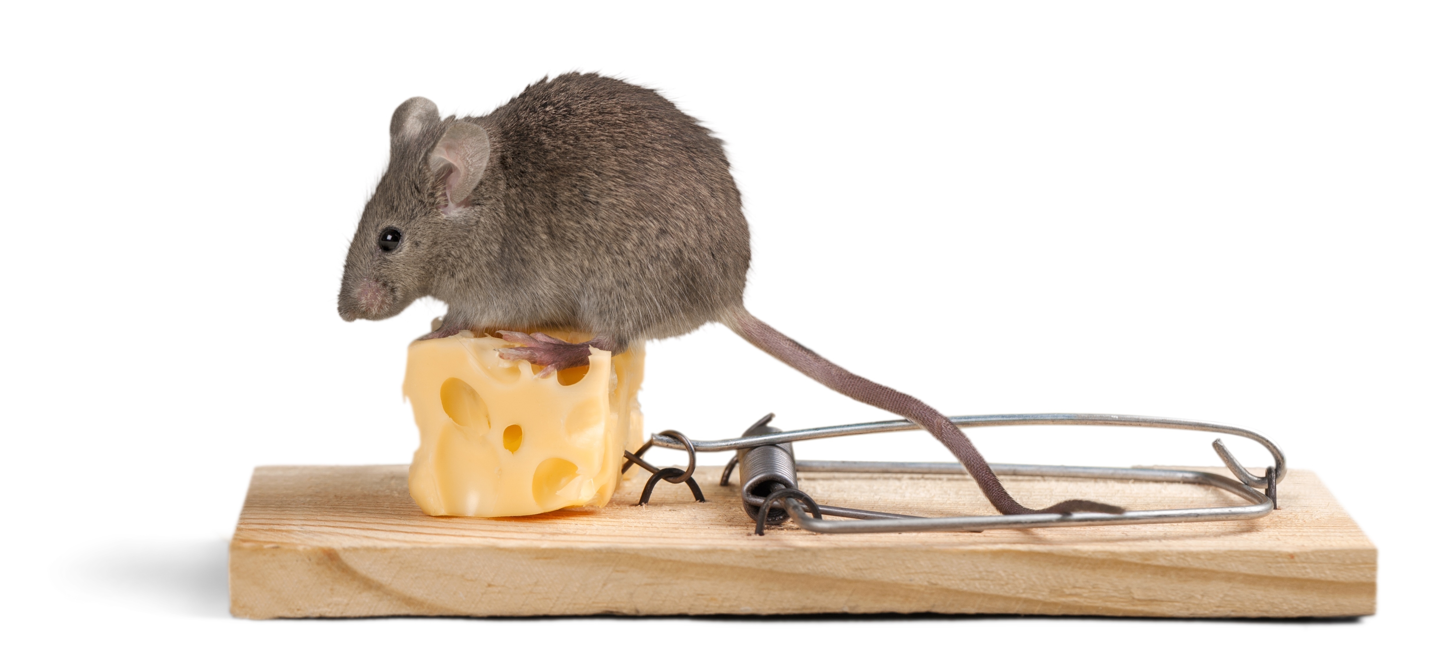 shutterstock_291182159 Mäuse